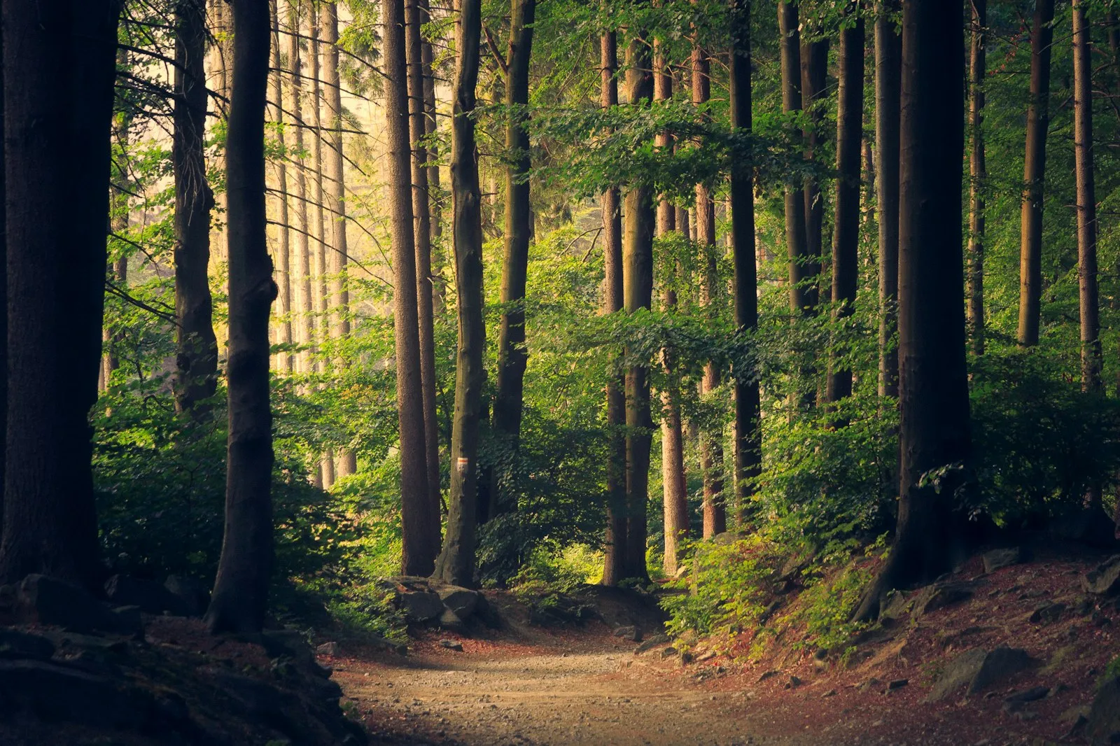 Trilha em floresta iluminada pelo sol